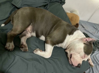 Illustration de l'article : 20 photos de chiens issus de refuges ou de la rue et qui savourent leur nouvelle vie après l'adoption