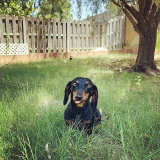 Illustration de l'article : 20 photos de chiens issus de refuges ou de la rue et qui savourent leur nouvelle vie après l'adoption