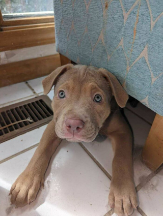 Illustration de l'article : 20 photos de chiens issus de refuges ou de la rue et qui savourent leur nouvelle vie après l'adoption