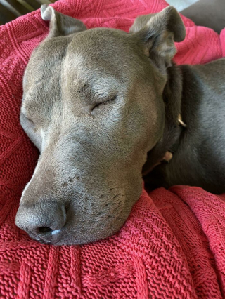 Illustration de l'article : 20 photos de chiens issus de refuges ou de la rue et qui savourent leur nouvelle vie après l'adoption