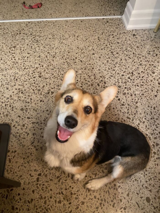 Illustration de l'article : 20 photos de chiens issus de refuges ou de la rue et qui savourent leur nouvelle vie après l'adoption