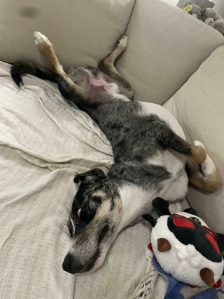 Illustration de l'article : 20 photos de chiens issus de refuges ou de la rue et qui savourent leur nouvelle vie après l'adoption