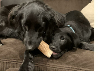 Illustration de l'article : 20 photos de chiens issus de refuges ou de la rue et qui savourent leur nouvelle vie après l'adoption