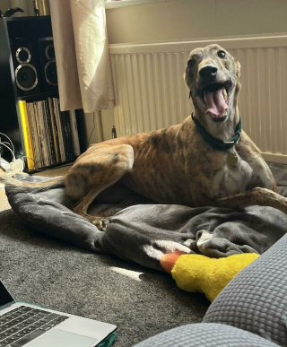 Illustration de l'article : 20 photos de chiens issus de refuges ou de la rue et qui savourent leur nouvelle vie après l'adoption