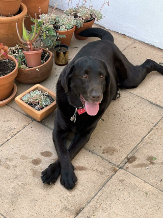 Illustration de l'article : 20 photos de chiens issus de refuges ou de la rue et qui savourent leur nouvelle vie après l'adoption