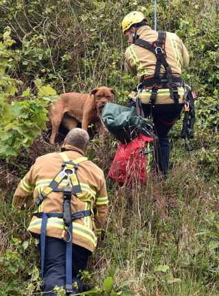 Illustration de l'article : Une chienne, coincée toute la nuit sur la pente escarpée d’une falaise, a un comportement exemplaire durant son sauvetage par l’équipe de secouristes (vidéo)