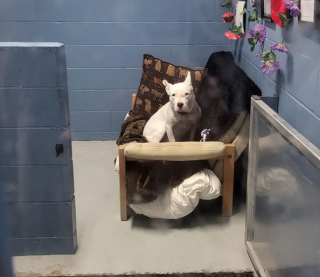 Illustration de l'article : Depuis 1555 jours dans un refuge, cette jeune Pitt Bull attend toujours sa famille pour la vie