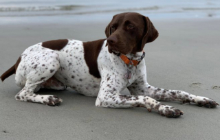 Illustration de l'article : Un chien volé a pu être rendu sain et sauf à son propriétaire, grâce à l’intervention d’une équipe de journalistes