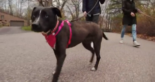 Illustration de l'article : Annie, le chien au cœur fragile qui a conquis celui d'une famille déjà touchée par la maladie