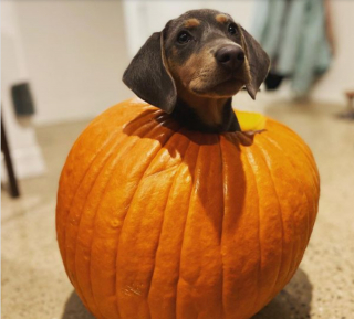 Illustration de l'article : 9 photos de chiens ayant élu domicile dans des citrouilles et qui n'en ressortiront pas de sitôt