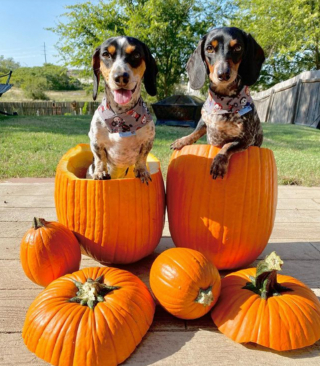 Illustration de l'article : 9 photos de chiens ayant élu domicile dans des citrouilles et qui n'en ressortiront pas de sitôt