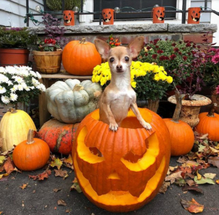 Illustration de l'article : 9 photos de chiens ayant élu domicile dans des citrouilles et qui n'en ressortiront pas de sitôt