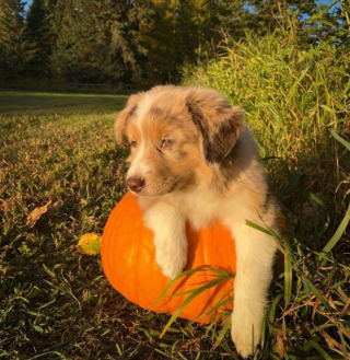Illustration de l'article : 9 photos de chiens ayant élu domicile dans des citrouilles et qui n'en ressortiront pas de sitôt