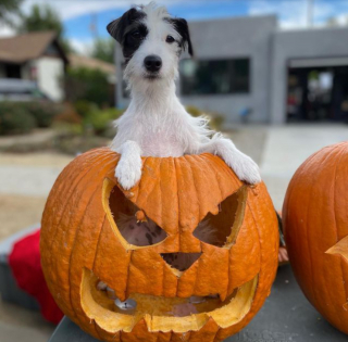 Illustration de l'article : 9 photos de chiens ayant élu domicile dans des citrouilles et qui n'en ressortiront pas de sitôt