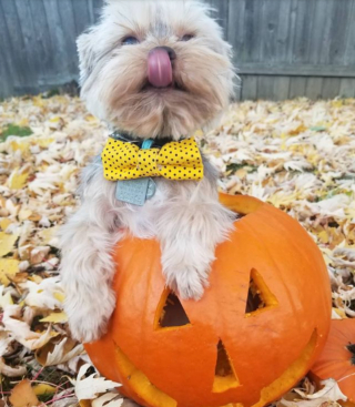 Illustration de l'article : 9 photos de chiens ayant élu domicile dans des citrouilles et qui n'en ressortiront pas de sitôt