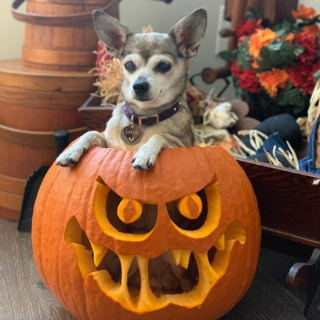 Illustration de l'article : 9 photos de chiens ayant élu domicile dans des citrouilles et qui n'en ressortiront pas de sitôt