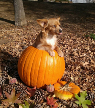 Illustration de l'article : 9 photos de chiens ayant élu domicile dans des citrouilles et qui n'en ressortiront pas de sitôt