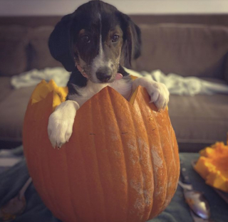 Illustration de l'article : 9 photos de chiens ayant élu domicile dans des citrouilles et qui n'en ressortiront pas de sitôt
