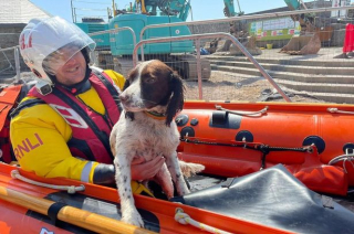 Illustration de l'article : Les recherches intensives des garde-côte, afin de retrouver un chien perdu en mer depuis des heures (vidéo)