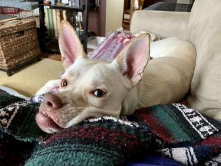 Illustration de l'article : Une petite chienne au visage « différent » est sauvée par une association, afin d’avoir une chance de vivre sa plus belle vie