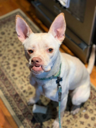 Illustration de l'article : Une petite chienne au visage « différent » est sauvée par une association, afin d’avoir une chance de vivre sa plus belle vie