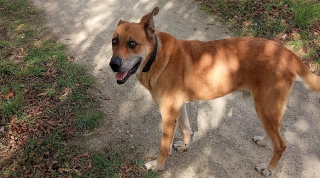 Illustration de l'article : Après 7 ans d'attente, Captain le chien trouve enfin une famille aimante grâce à une bénévole dévouée