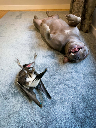 Illustration de l'article : Peggy la Staffy surmonte sa peur des oiseaux pour sauver Molly, une pie en détresse, et nouer un lien unique