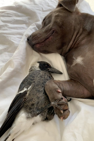 Illustration de l'article : Peggy la Staffy surmonte sa peur des oiseaux pour sauver Molly, une pie en détresse, et nouer un lien unique