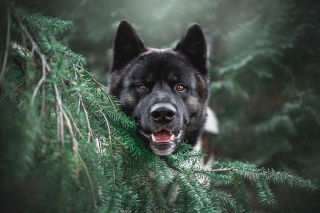 Illustration de l'article : 10 bienfaits santé dont on peut profiter en promenant son chien