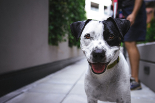 Illustration de l'article : 10 bienfaits santé dont on peut profiter en promenant son chien