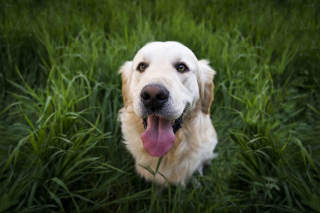 Illustration de l'article : 10 bienfaits santé dont on peut profiter en promenant son chien