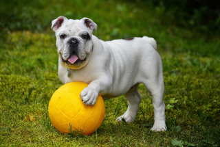 Illustration de l'article : 10 bienfaits santé dont on peut profiter en promenant son chien