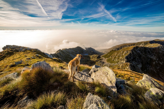 Illustration de l'article : 10 bienfaits santé dont on peut profiter en promenant son chien