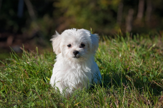 Illustration de l'article : 10 bienfaits santé dont on peut profiter en promenant son chien