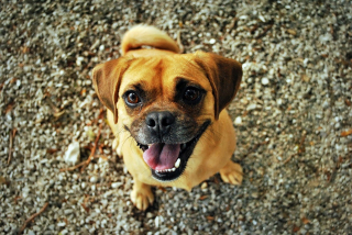 Illustration de l'article : 10 bienfaits santé dont on peut profiter en promenant son chien