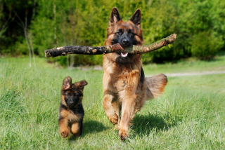 Illustration de l'article : 10 bienfaits santé dont on peut profiter en promenant son chien