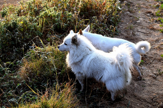 Illustration de l'article : Stériliser son chien : les questions à se poser avant de prendre sa décision