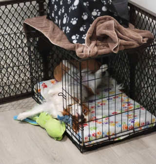 Illustration de l'article : 9 photos montrant que les chiens suivent parfois une logique qui nous échappe