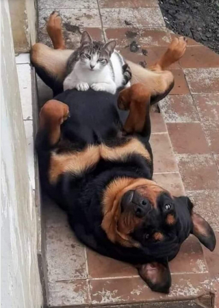 Illustration de l'article : 9 photos montrant que les chiens suivent parfois une logique qui nous échappe