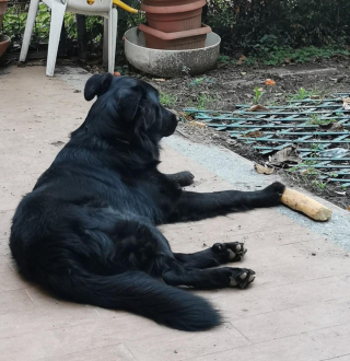 Illustration de l'article : 9 photos montrant que les chiens suivent parfois une logique qui nous échappe