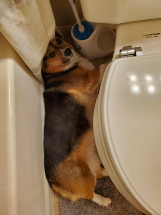 Illustration de l'article : 9 photos montrant que les chiens suivent parfois une logique qui nous échappe