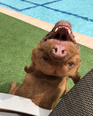 Illustration de l'article : 9 photos montrant que les chiens suivent parfois une logique qui nous échappe