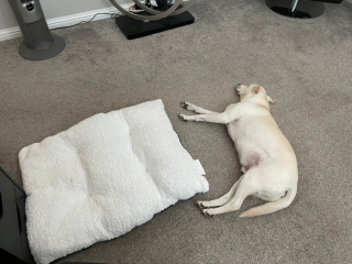 Illustration de l'article : 9 photos montrant que les chiens suivent parfois une logique qui nous échappe