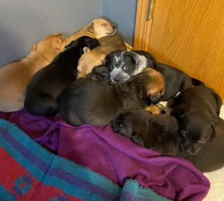 Illustration de l'article : Une chienne en deuil adopte les chiots d'une autre décédée, créant une nouvelle famille