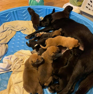 Illustration de l'article : Une chienne en deuil adopte les chiots d'une autre décédée, créant une nouvelle famille