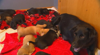 Illustration de l'article : Une chienne en deuil adopte les chiots d'une autre décédée, créant une nouvelle famille