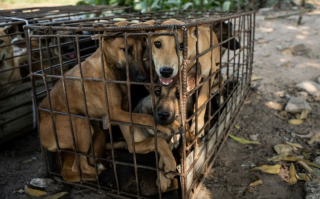 Illustration de l'article : Le sauvetage de 61 chiens, promis à l’abattoir, est le signe d’une avancée majeure dans l’interdiction de la consommation de viande chien au Cambodge