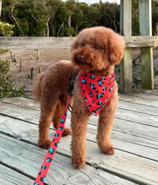 Illustration de l'article : Perdu, Burrito, le chien star des réseaux sociaux, a été retrouvé par des promeneurs alors qu’il était épuisé et affamé !