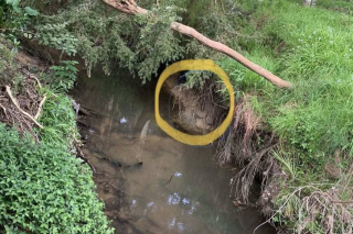 Illustration de l'article : Perdu, Burrito, le chien star des réseaux sociaux, a été retrouvé par des promeneurs alors qu’il était épuisé et affamé !