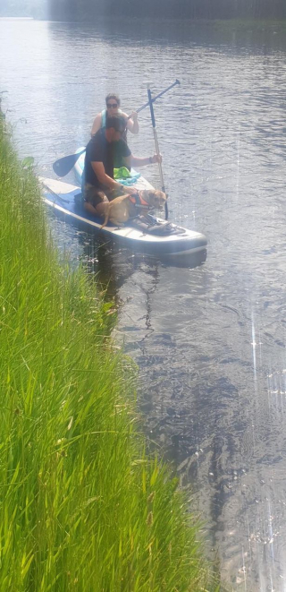 Illustration de l'article : Un duo de sauveteurs sur paddle secourt un malheureux toutou emporté par le courant